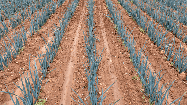 PAC 2023-2027: cultivo de cebolla en León