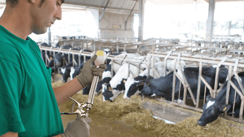 Un veterinario se dispone a tratar a unas vacas