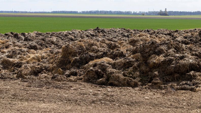 Estiércol para fertilizar el cultivo.