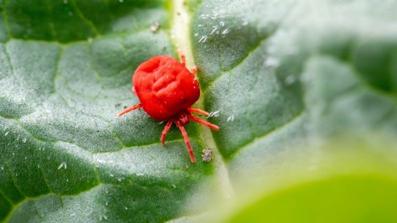 Primer plano de un ácaro rojo (araña roja) sobre una hoja verde