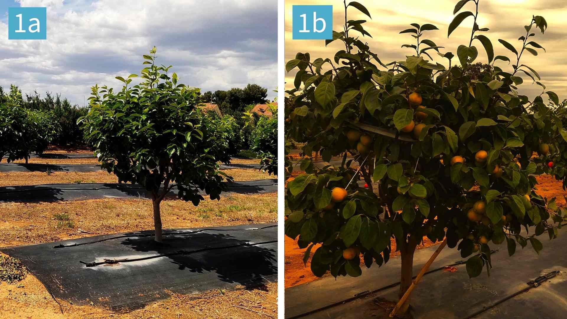 Figura 1. Arboles de caqui variedad ‘Rojo Brillante’ durante la caída de frutos (a) y durante el desarrollo de frutos a inicio de la coloración de las frutas (b).