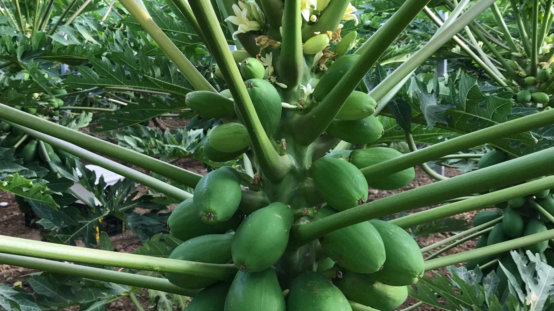web-árbol-papaya.jpg