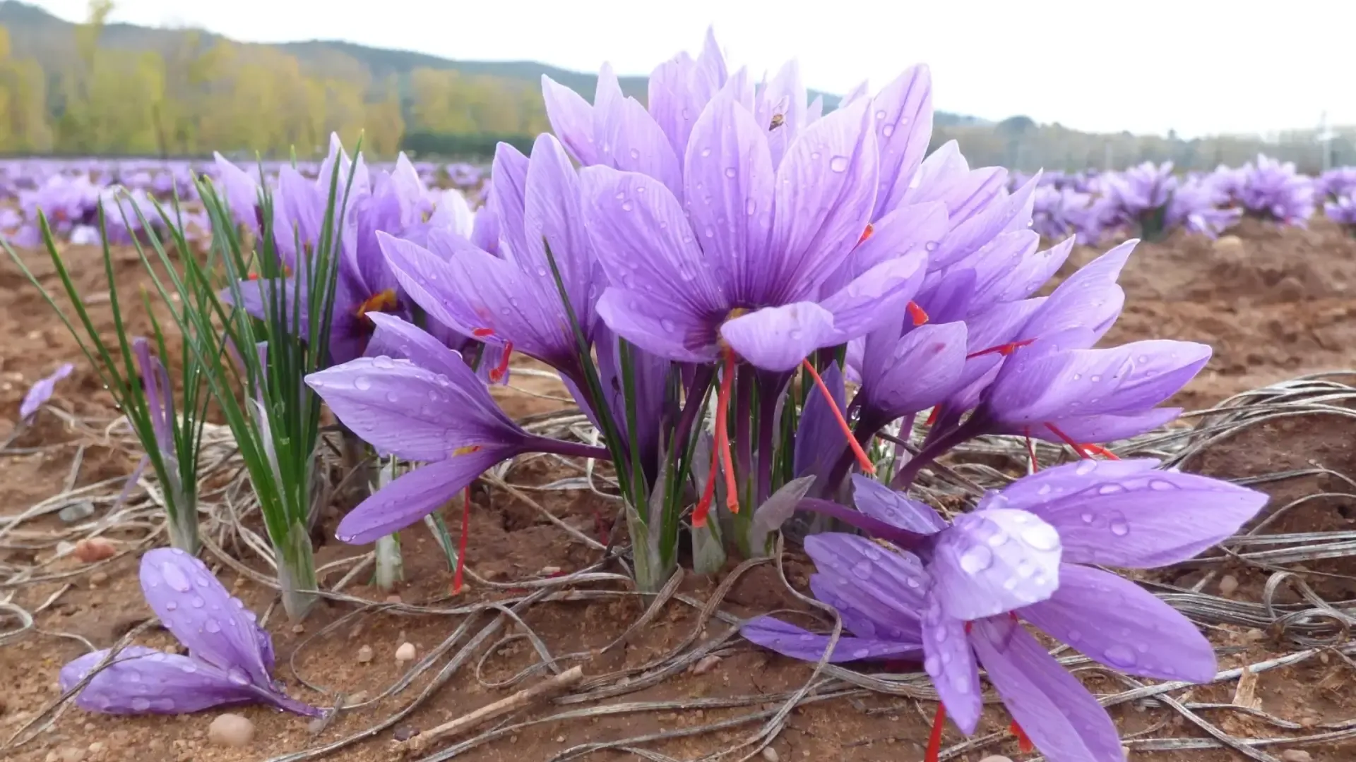 Cultivo de azafrán.