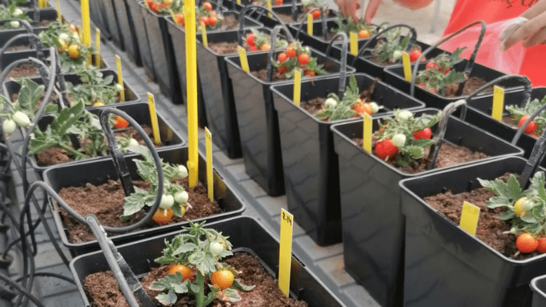 Varias macetas con tierra y cables en un entorno de cultivo de plantas.