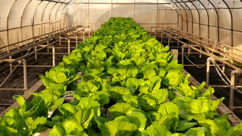 Combinación Calbio + PGPR en cultivo de lechuga