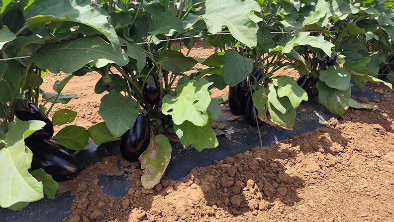 Inicio de la recolección de berenjena. Fecha: 28 mayo 2025.