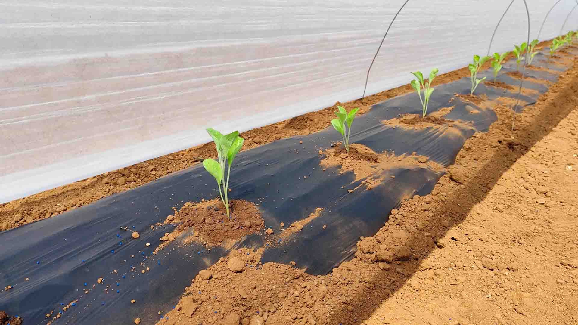 Plantación de berenjena. Sistema de semiforzado.