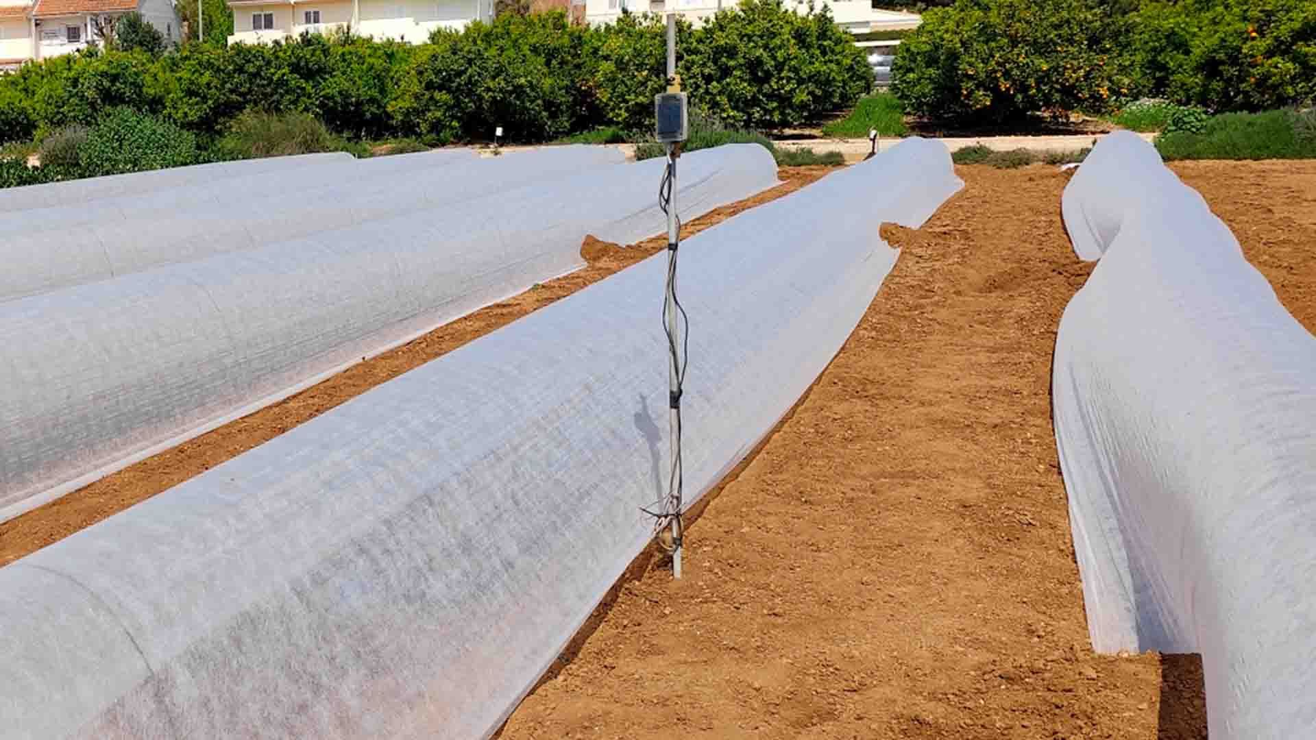 Berenjena bajo microtúnel.