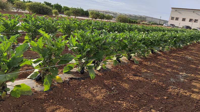 Desarrollo de los primeros frutos. Fecha: 23 mayo 2025.