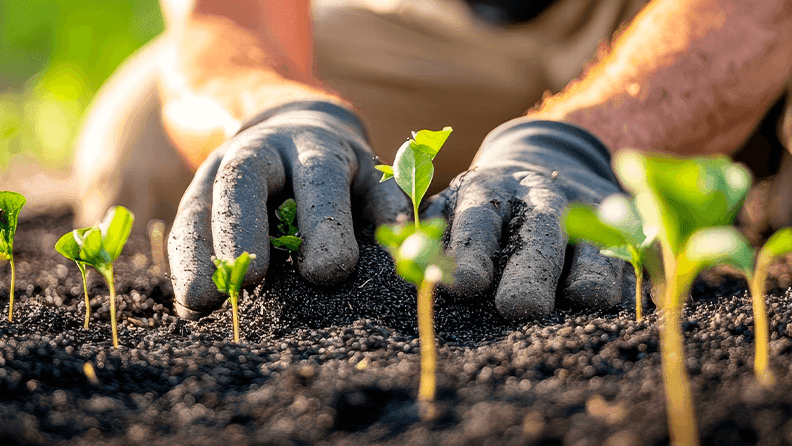 Agrosostenibilidad: biochar.