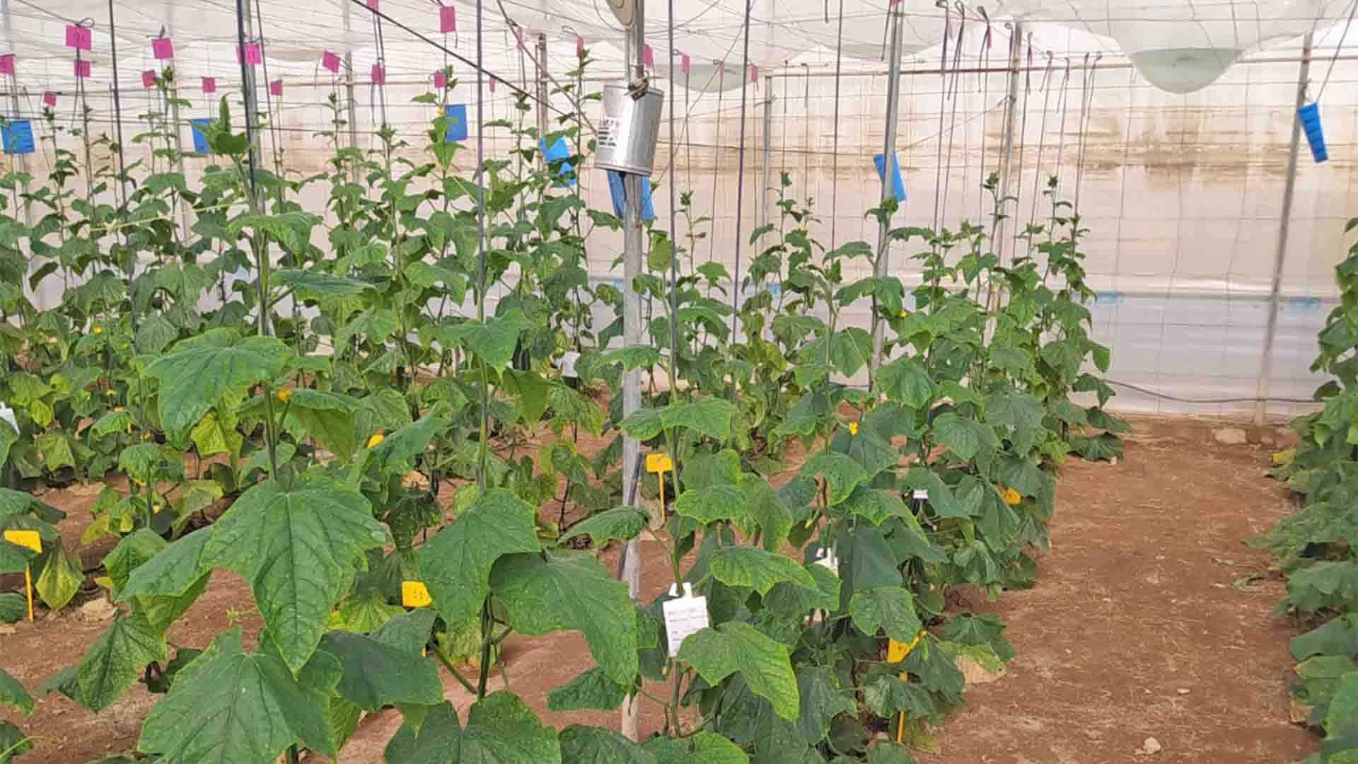 Cultivo de pepinos holandeses biofortificados en invernadero. Fuente: UGR.