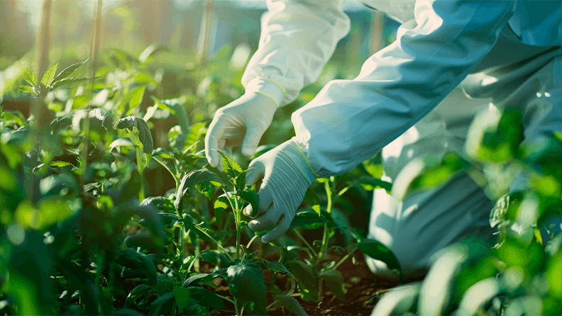 Biofortificación de cultivos.