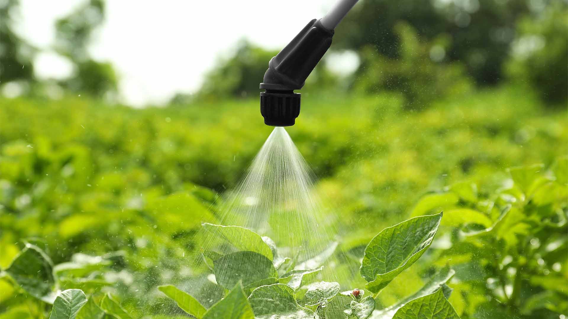 Aplicación de bioplaguicida en cultivo de patata.
