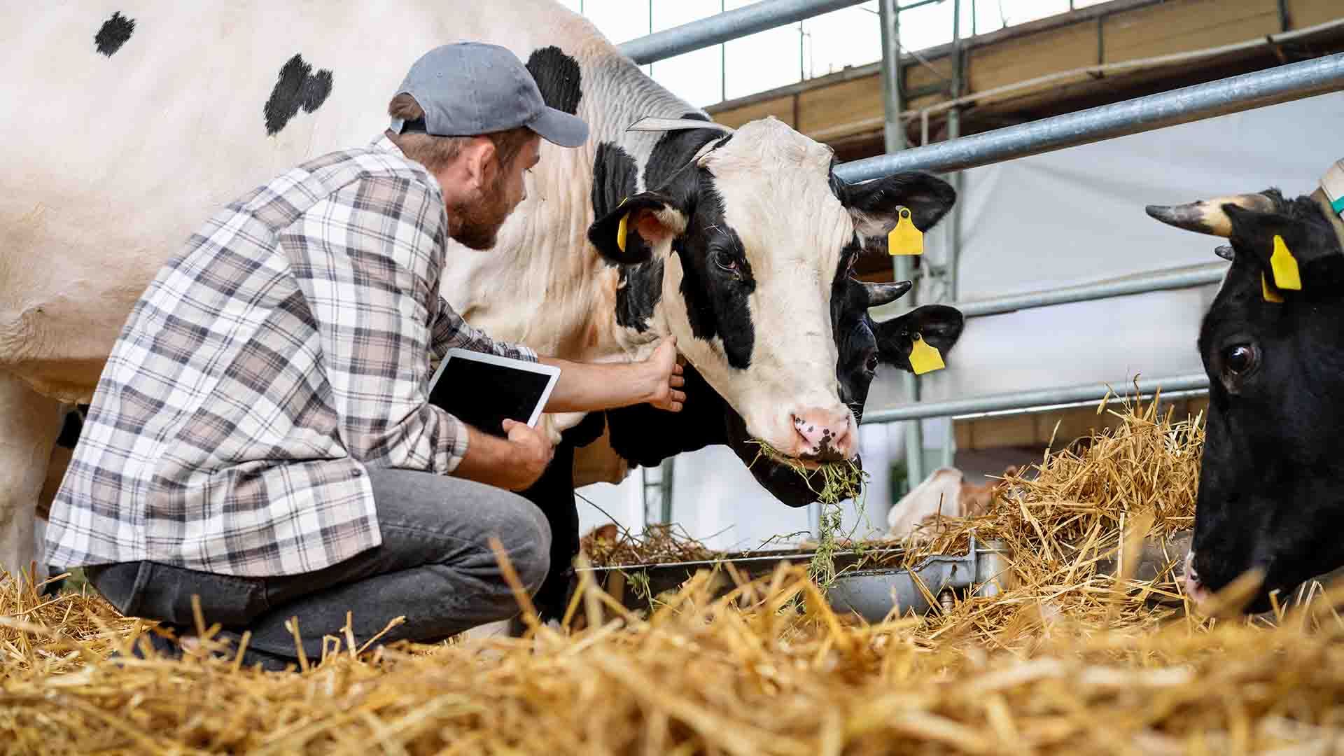 Bioseguridad en ganadería.