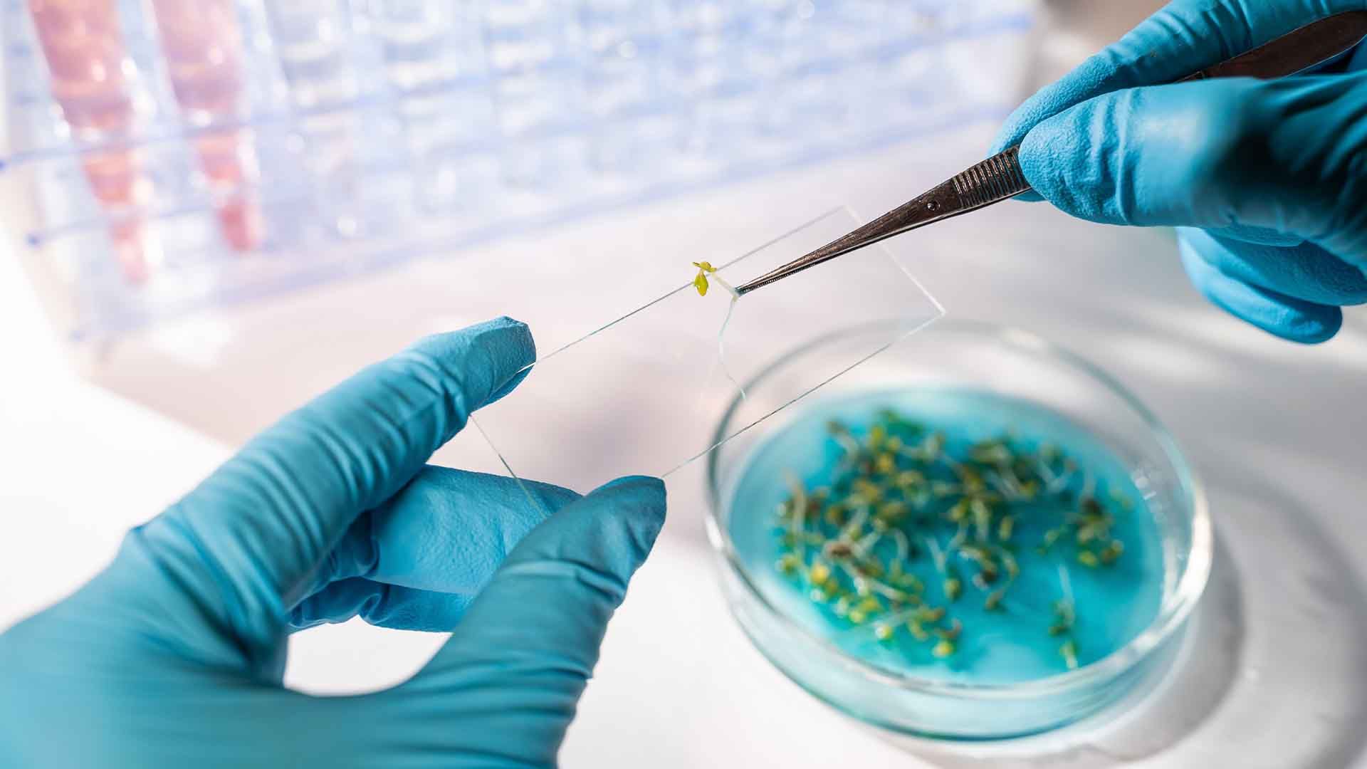 Manos con guantes azules trabajando con pinzas y planta en un laboratorio.