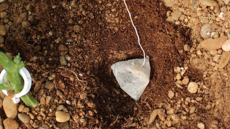 Bolsa de té enterrada junto al gotero en suelo enarenado, en un ensayo de medición de la salud del suelo