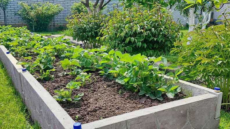 Huerto con plantas y verduras en macetas de piedra en un jardín suburbano.