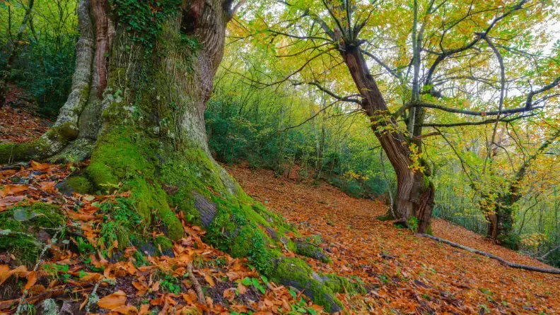 Bosque centenario de castaños en otoño, en Cervantes, Lugo, Galicia.