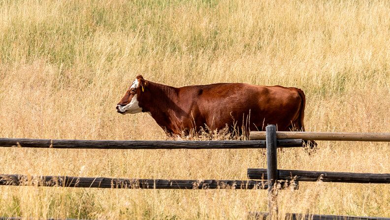 Una vaca pasta en un campo de cereal.