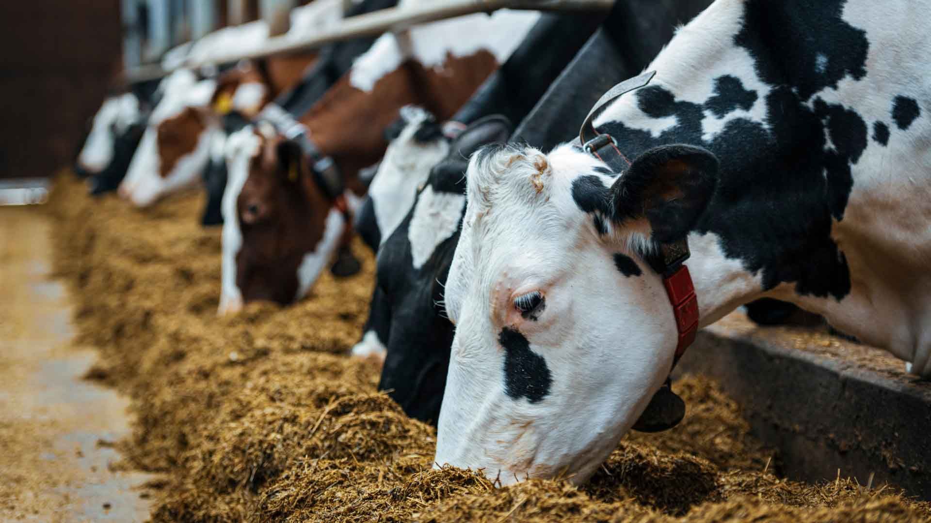 Imagen de archivo de una explotación ganadera.