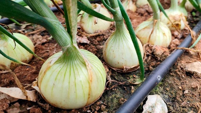 Cebollas en suelo tierra con tubo negro.