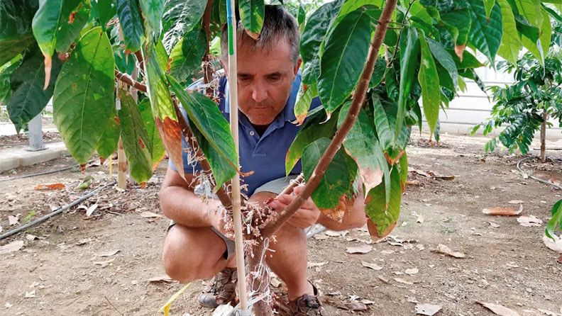 Iñaki Hormaza junto a una de las plantas de cacao de su investigación. Efeagro/Archivo/Isabel Díaz
