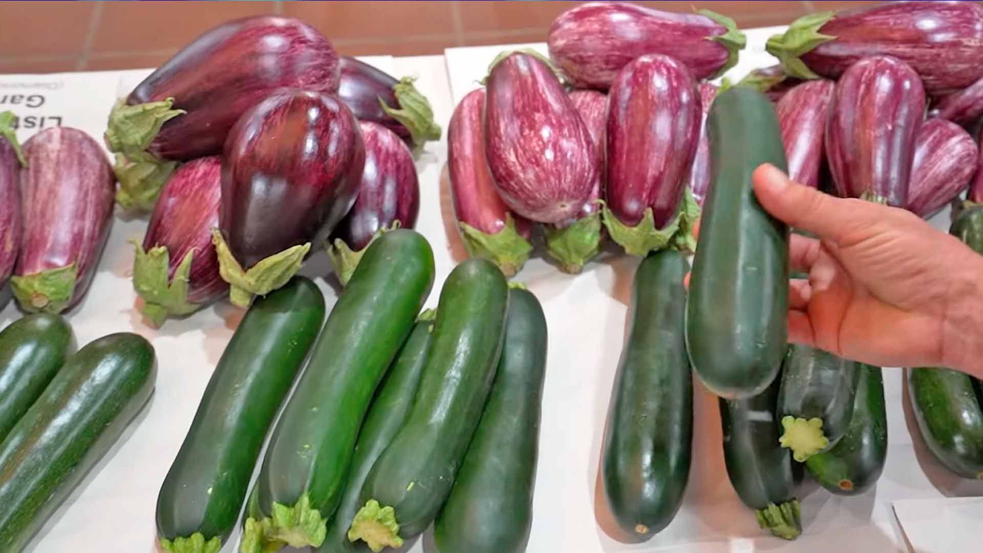 Variedades de calabacín en el Centro de Experiencias Cajamar.