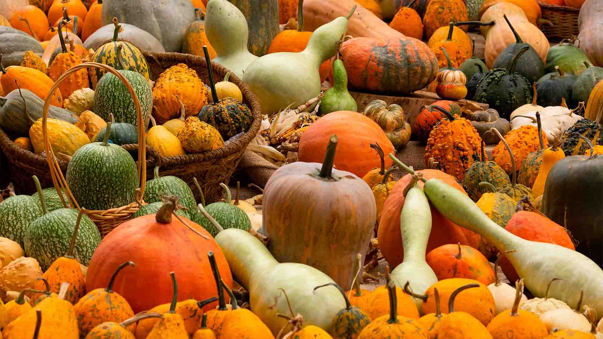 Colección de calabazas en el Real Jardín Botánico de Madrid, España.