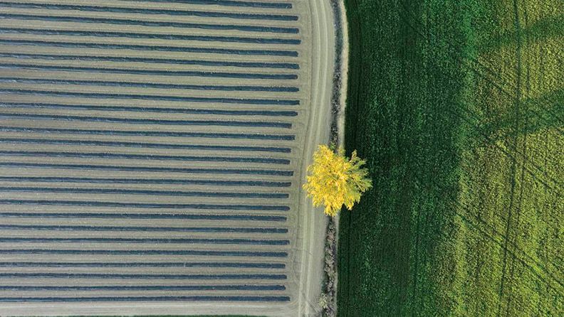 Sombra de un árbol proyectada sobre el campo en Navarra. Efeagro/Jesús Diges