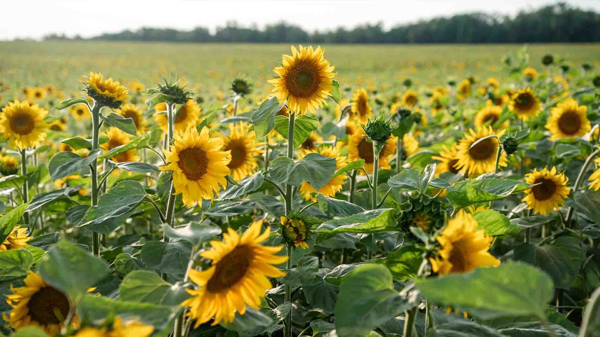 Campo de girasoles.