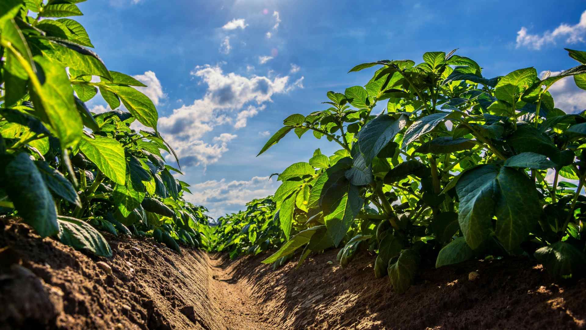Vista de un campo cultivado de patatas