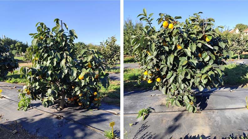 Foto 6. D. virginiana. Tratamiento Control. Foto 7. D. virginiana. Tratamiento RDS.