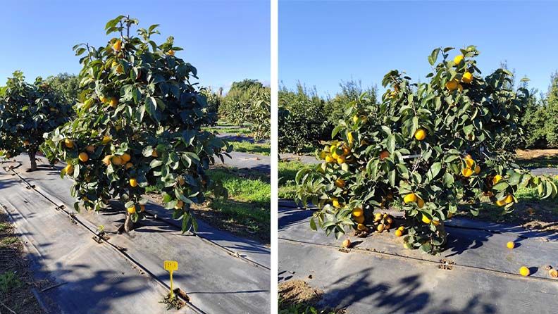 Foto 8. D. virginiana. Tratamiento RDC1. Foto 9. D. virginiana. Tratamiento RDC2.