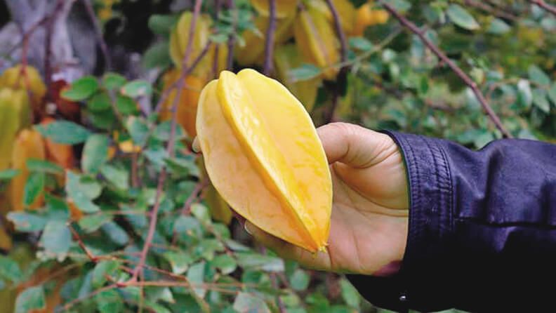 Cultivo de carambola en Málaga, único lugar de Europa continental. EFE/ISABEL DÍAZ