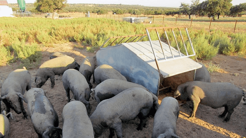 Cerdo ibérico