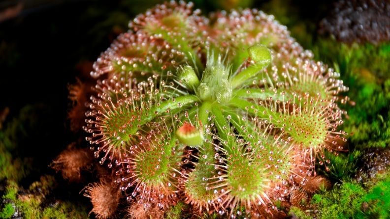Planta carnívora Drosera con tentáculos cubiertos de gotas de mucílago pegajoso para atrapar insectos