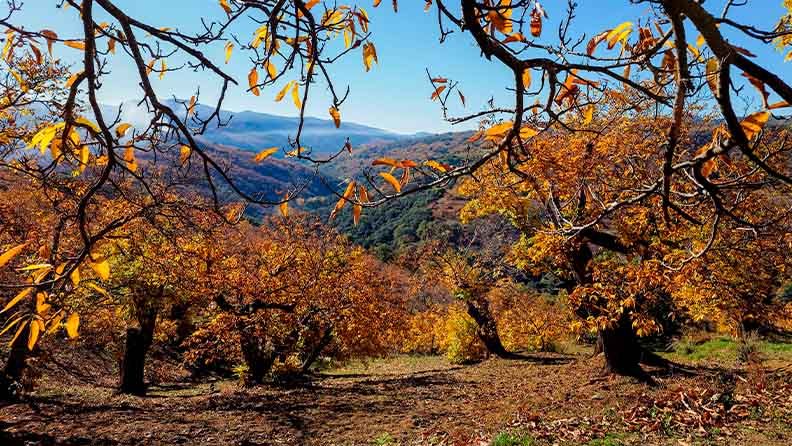 Bosque otoñal con hojas naranjas y amarillas bajo cielo azul claro.