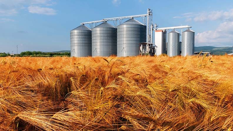 Campo de trigo maduro con silos metálicos al fondo bajo un cielo azul.
