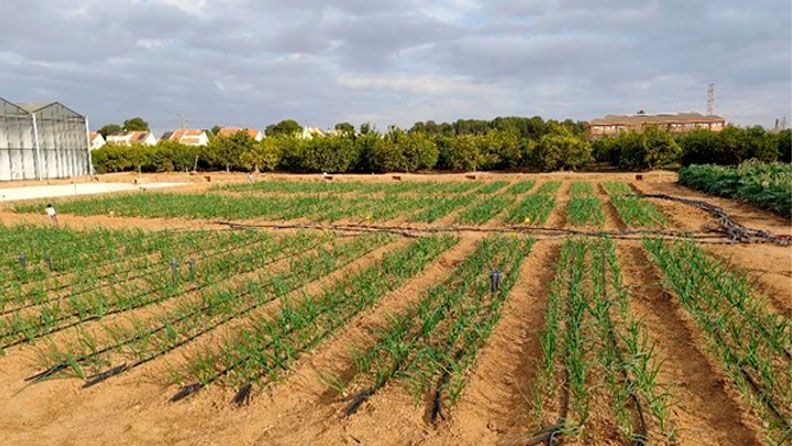 Plantación de cebolla en el Centro de Experiencias Cajamar.