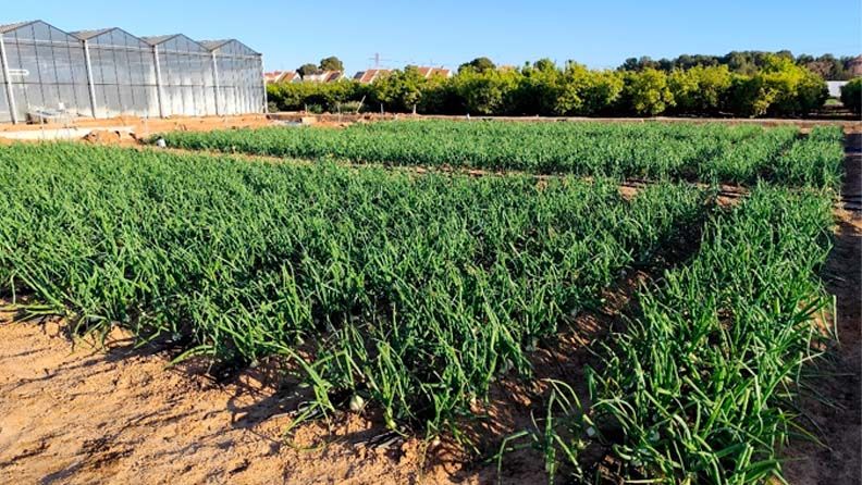 Plantación de cebolla en el Centro de Experiencias Cajamar.