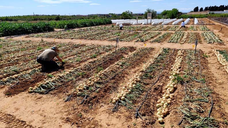 Recolección de cebolla.