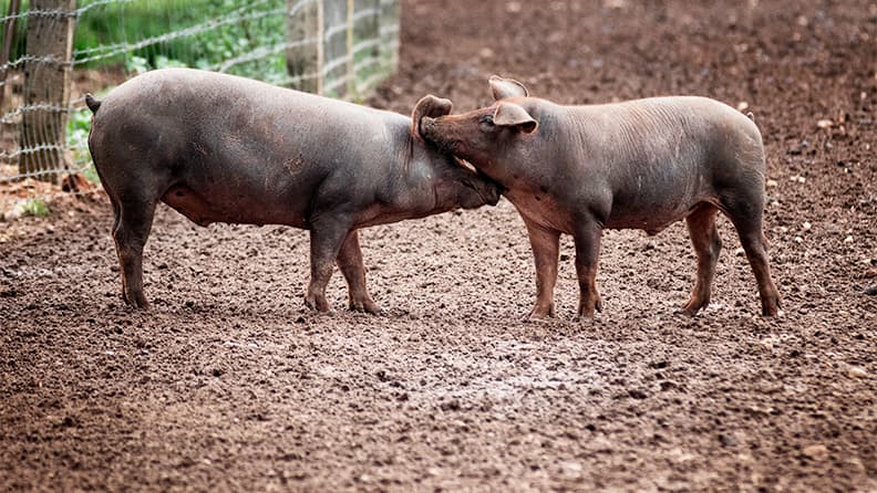 Imagen de dos cerdos ibéricos en la dehesa extremeña.