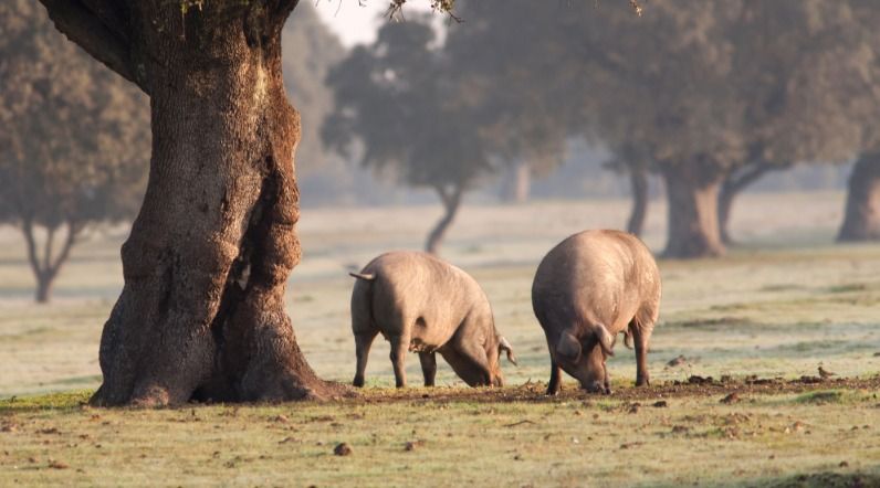 Cerdo ibérico.