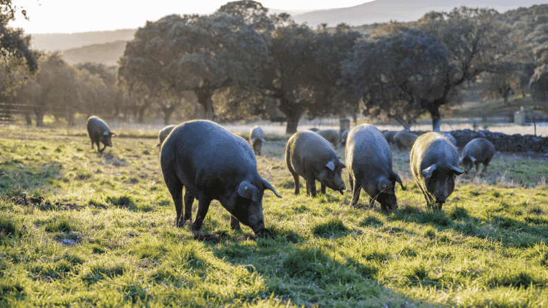 Cerdo ibérico.