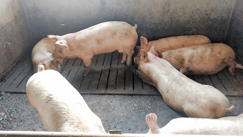 Imagen 2. Los cerdos macho sometidos a castración quirúrgica e inmunocastración se han llevado hasta el peso comercial habitual del jamón de Teruel