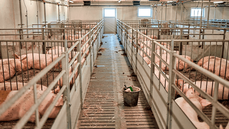 Imagen de una granja porcina