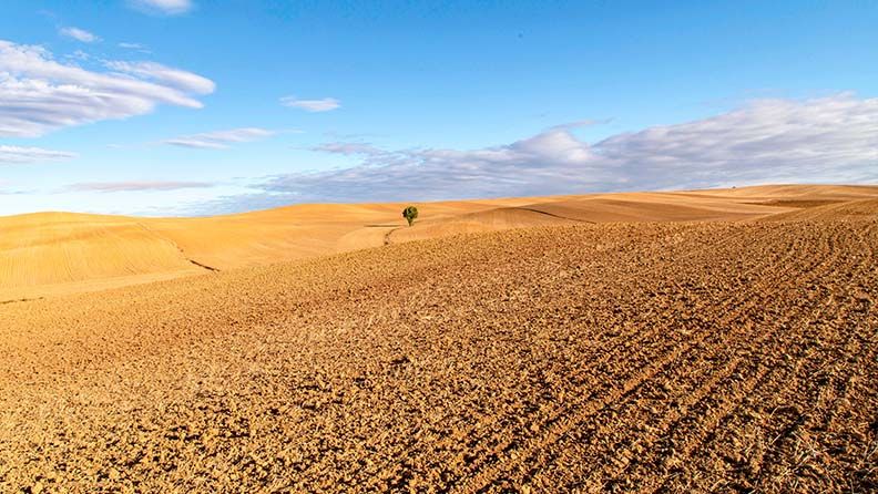Campo de cereal en Palencia (Castilla y León).