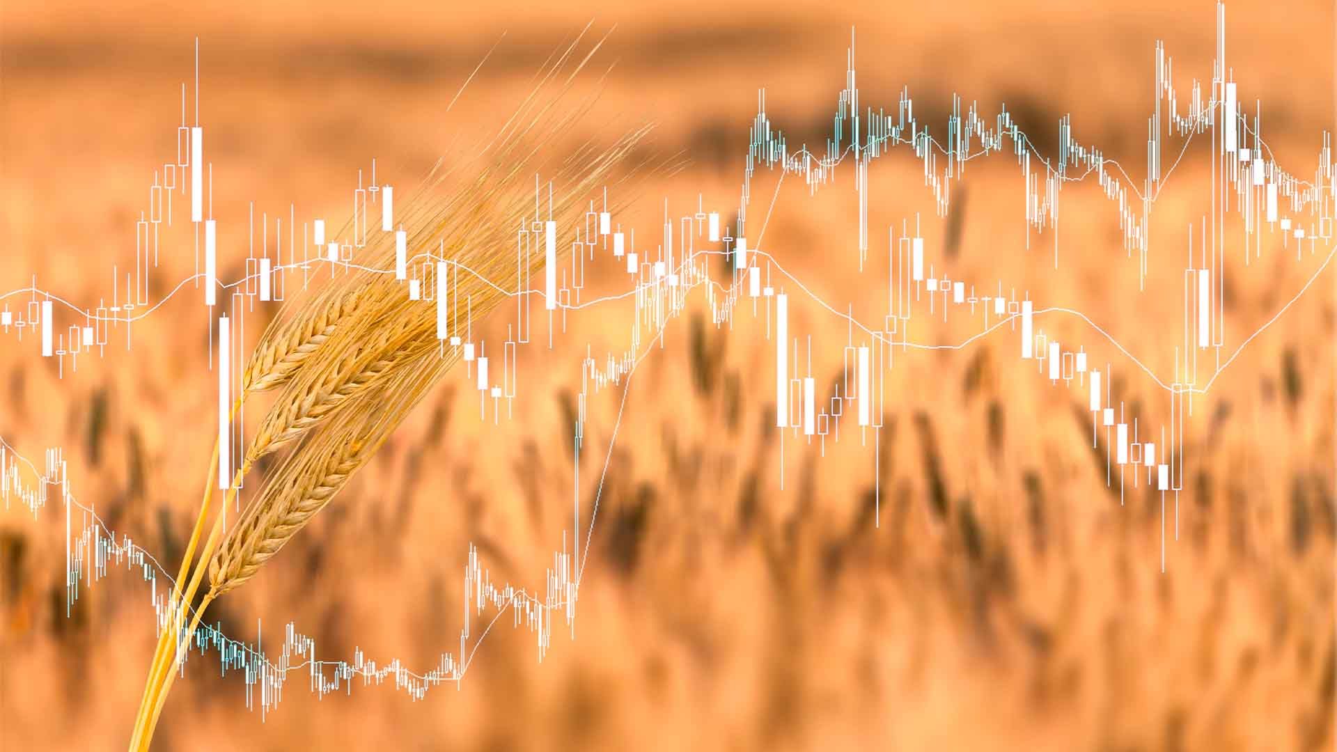 Gráfico de valores superpuesto sobre un campo de trigo con un solo trigo al frente.