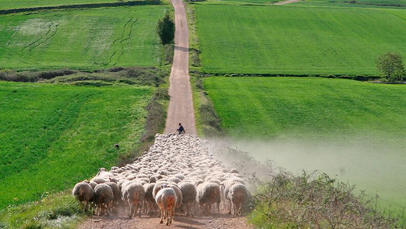 Un rebaño de ovejas guiadas por un pastor en una explotación agrícola. Efeagro/UPA