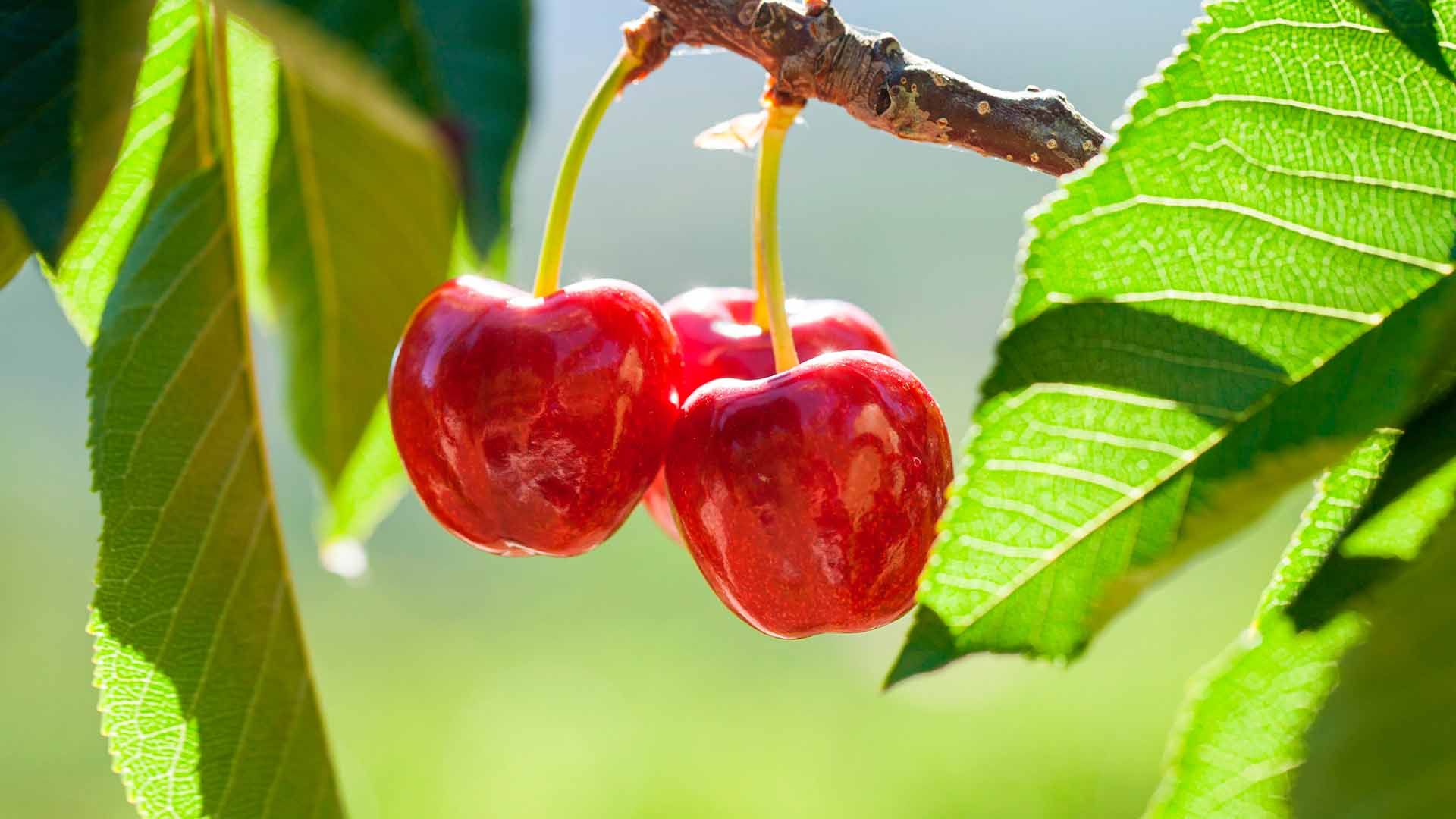 Las primeras cerezas certificadas en esta campaña corresponden a la variedad Burlat.